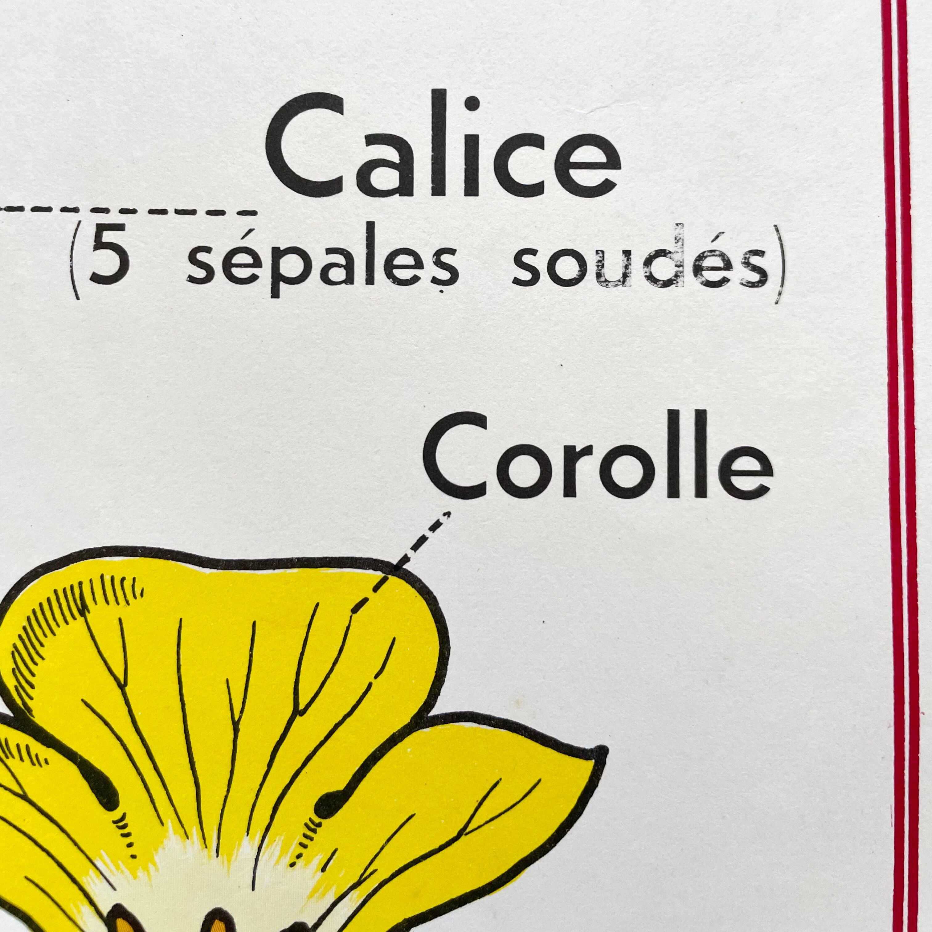 School poster primulaceae, labiae/potato, solanées