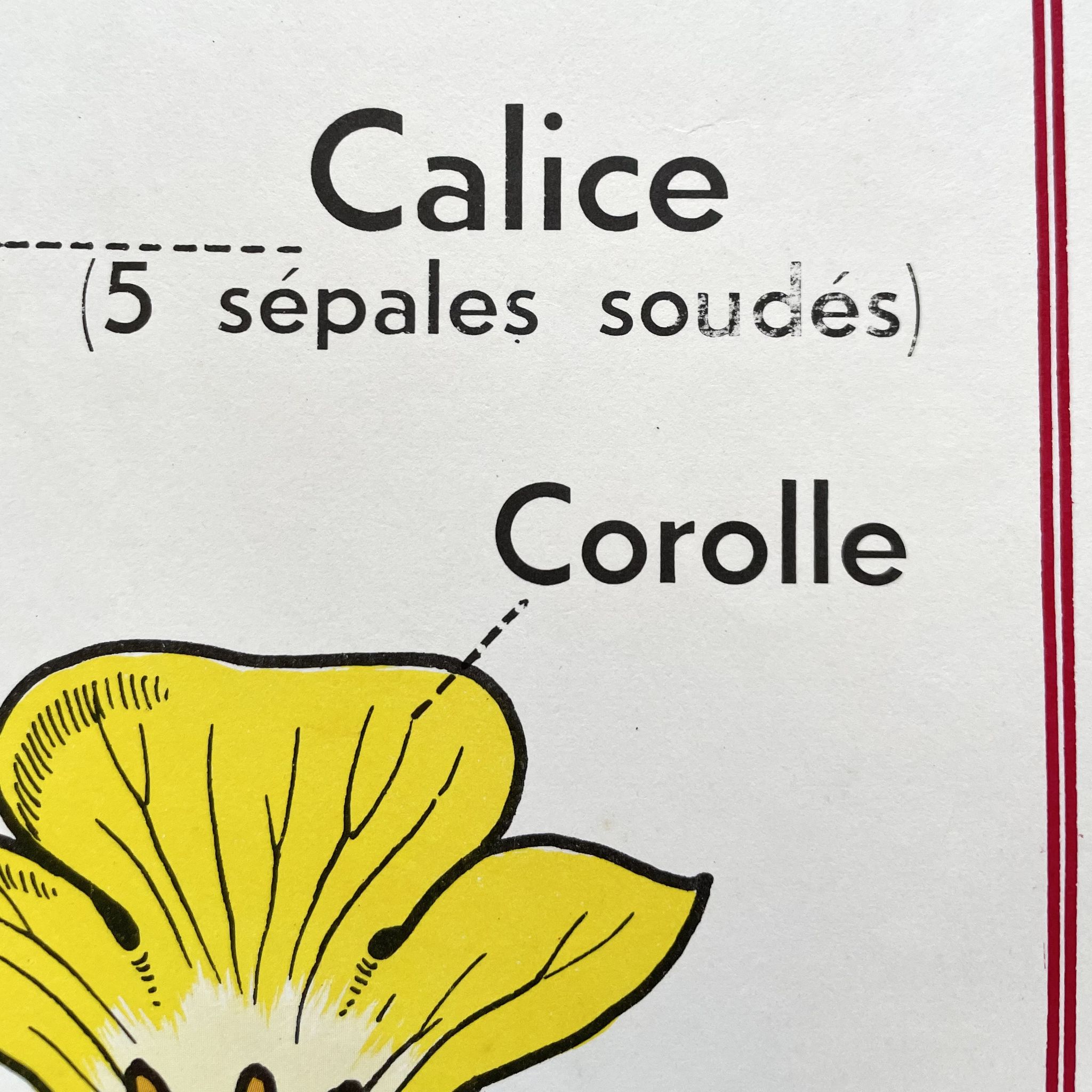 School poster primulaceae, labiae/potato, solanées