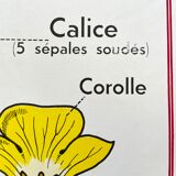 School poster primulaceae, labiae/potato, solanées