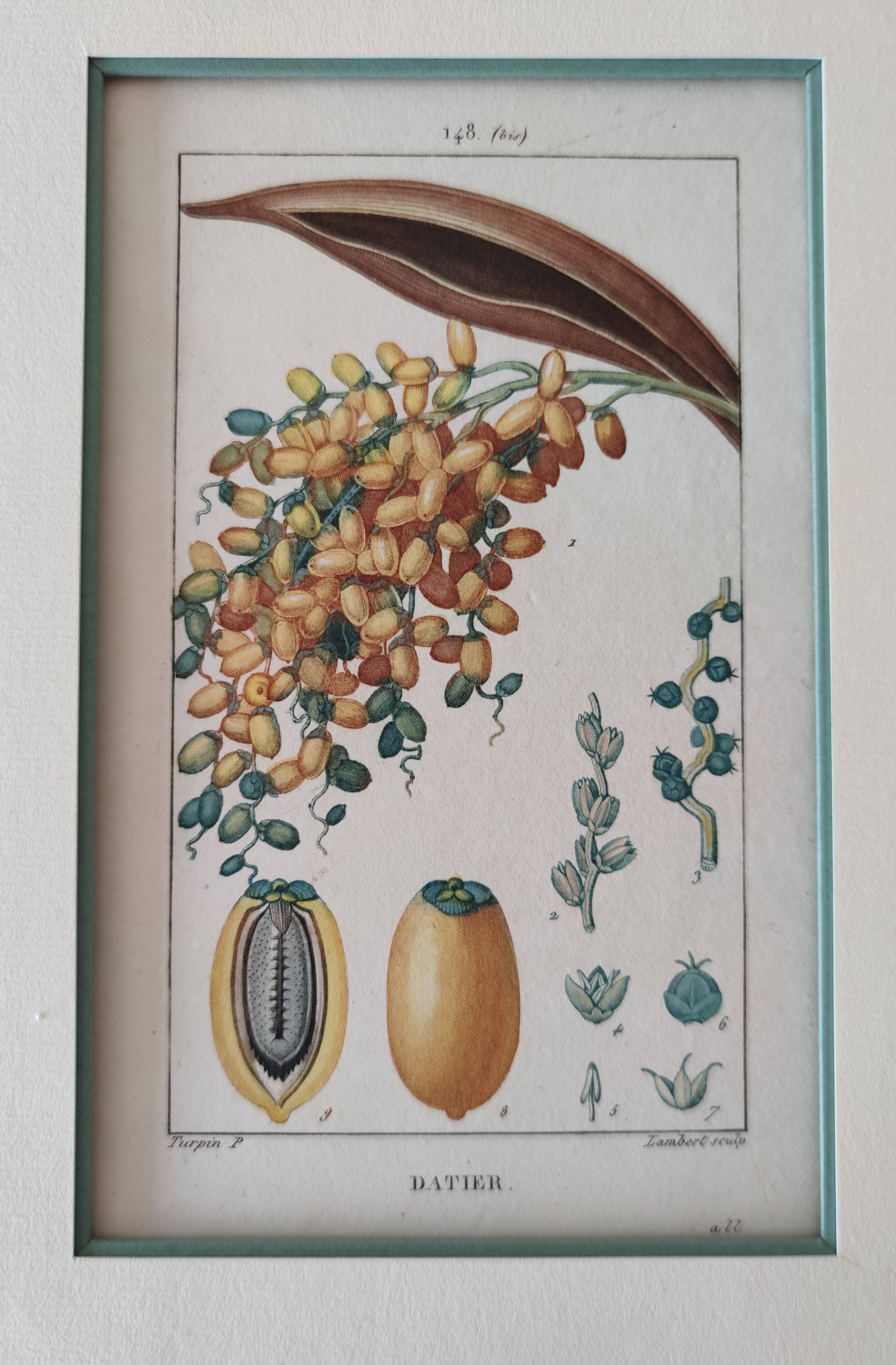Datier framed botanical engraving by Turpin circa 1800