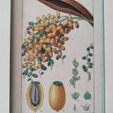 Datier framed botanical engraving by Turpin circa 1800