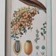 Datier framed botanical engraving by Turpin circa 1800
