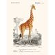Vintage illustration of a giraffe, Camelopardalis giraffa, in warm safari tones.