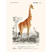 Illustration vintage de girafe Camelopardalis girafa dans des tons safari chauds