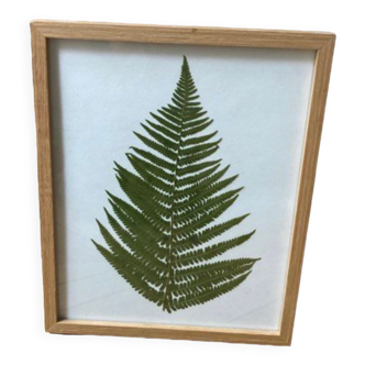 Aubrac fern herbarium