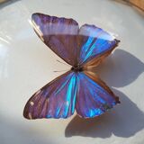 Papillon naturalisé encadré dans un cadre ovale bombé ancien