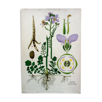 Displays educational 1972 Marsh moth