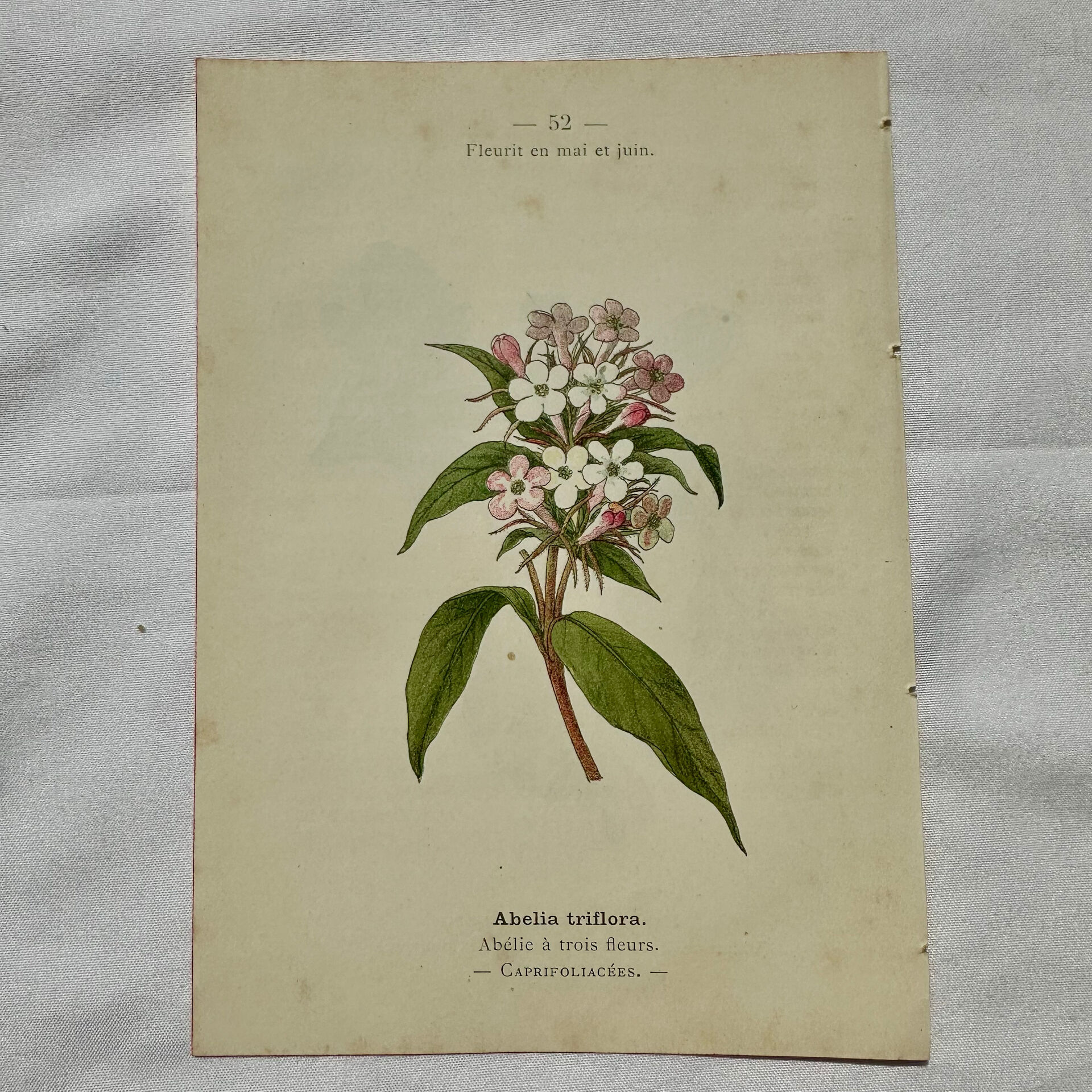 19th-century botanical engraving, double-sided, hand-coloured, plant from France.