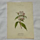 19th-century botanical engraving, double-sided, hand-coloured, plant from France.