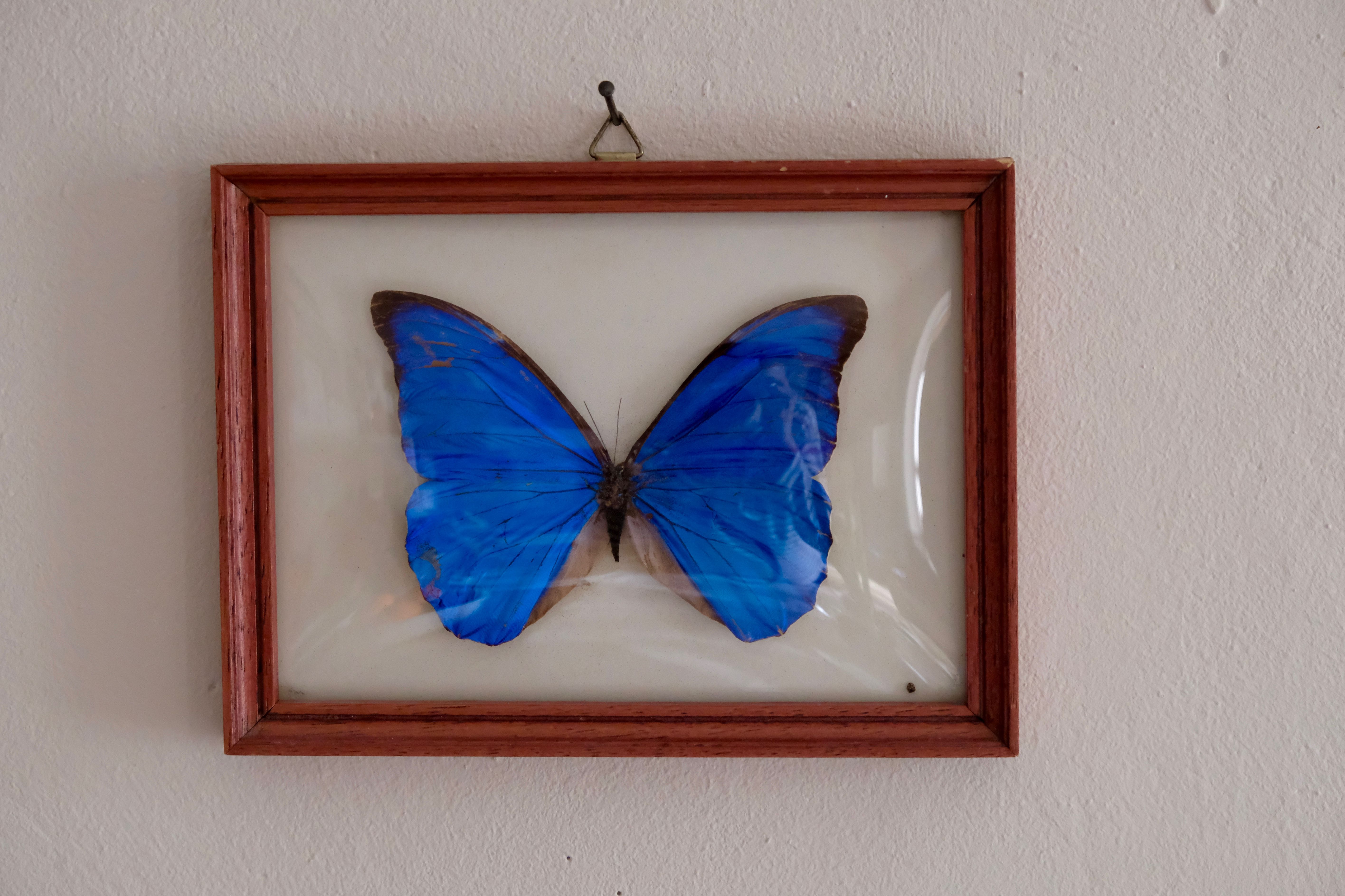 Naturalized Morpho Butterfly and framed bulging glass