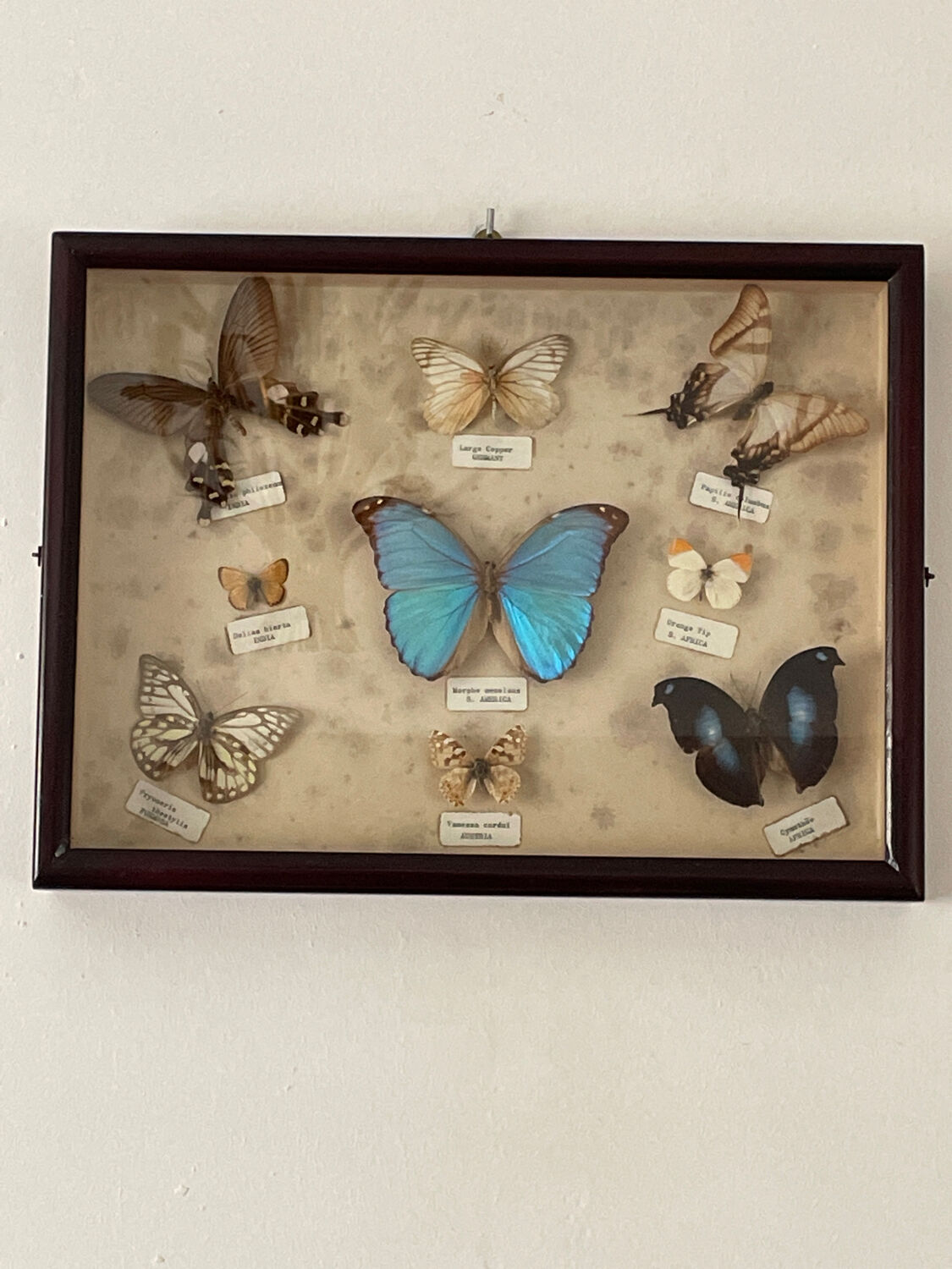 Butterfly framework naturalist entomology