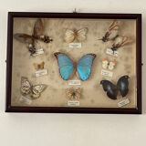 Butterfly framework naturalist entomology
