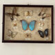 Butterfly framework naturalist entomology