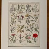 Lithograph weeds weeds - 1920