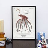 Chimera lithograph animal engraving - the pink flamoulpe