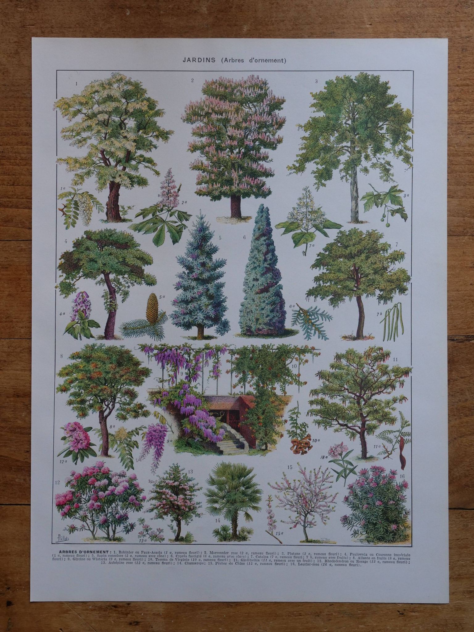 Original lithographs on gardens and ornamental trees