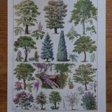 Original lithographs on gardens and ornamental trees
