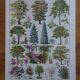 Original lithographs on gardens and ornamental trees