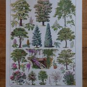 Original lithographs on gardens and ornamental trees