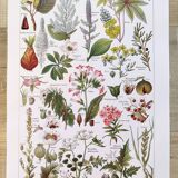 Poster about dangerous plants "poppy", based on a 1920 lithograph