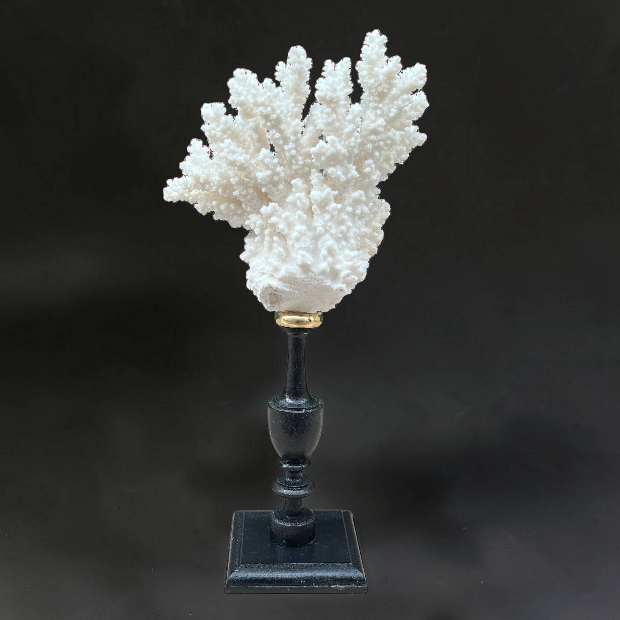 Natural ancient white coral on a black wood base curiosity cabinet