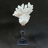 Natural ancient white coral on a black wood base curiosity cabinet