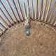 Vintage XL rattan sun mirror