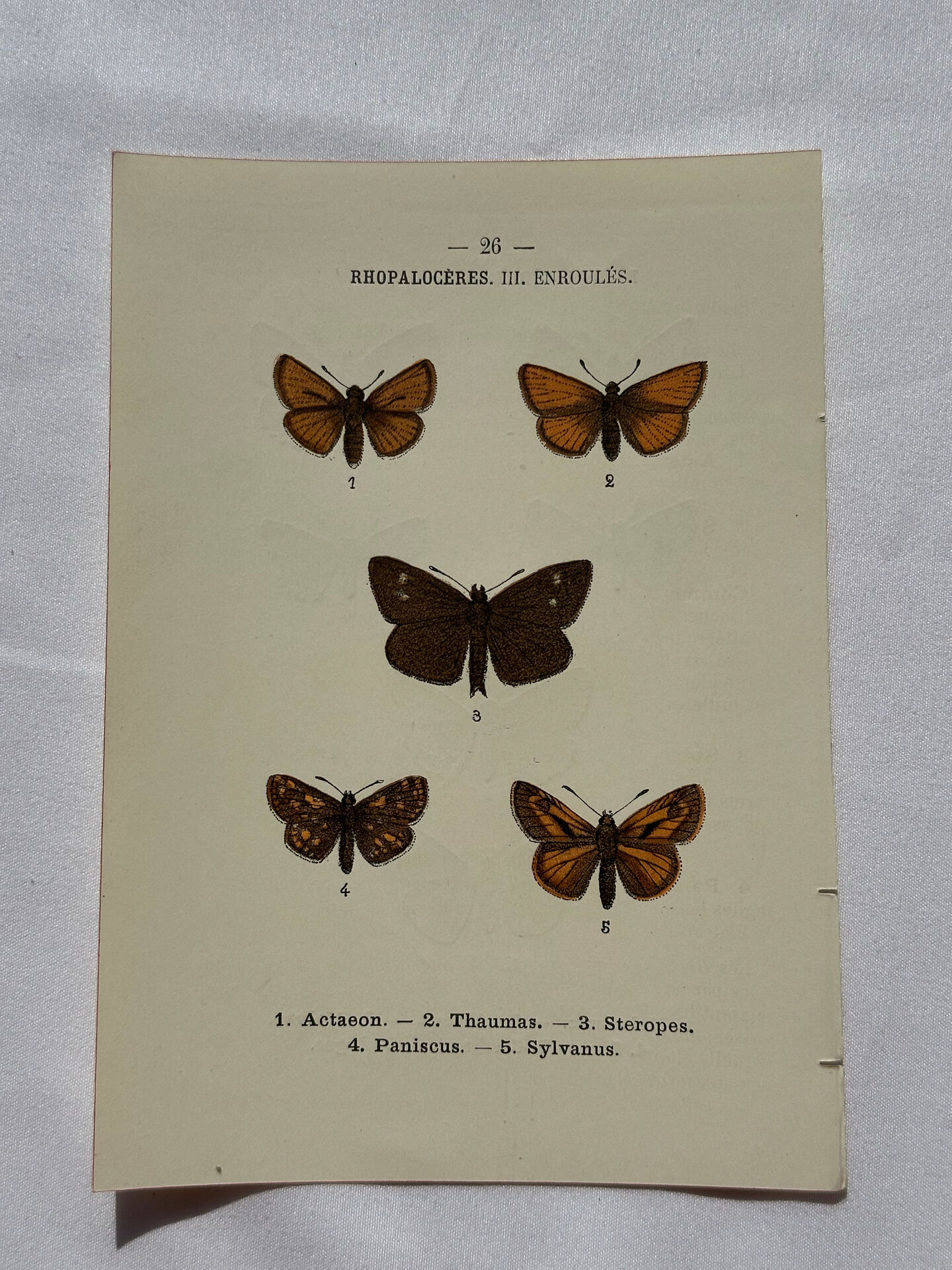 Botanical Plate 1800 Old naturalist engraving 19th century double-sided