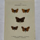 Botanical Plate 1800 Old naturalist engraving 19th century double-sided