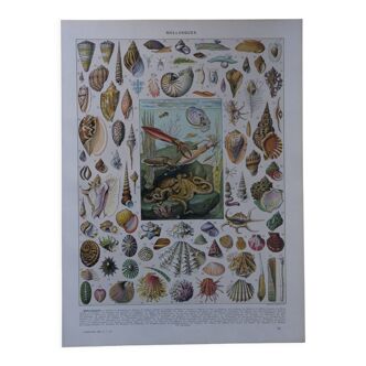 Original lithograph on molluscs
