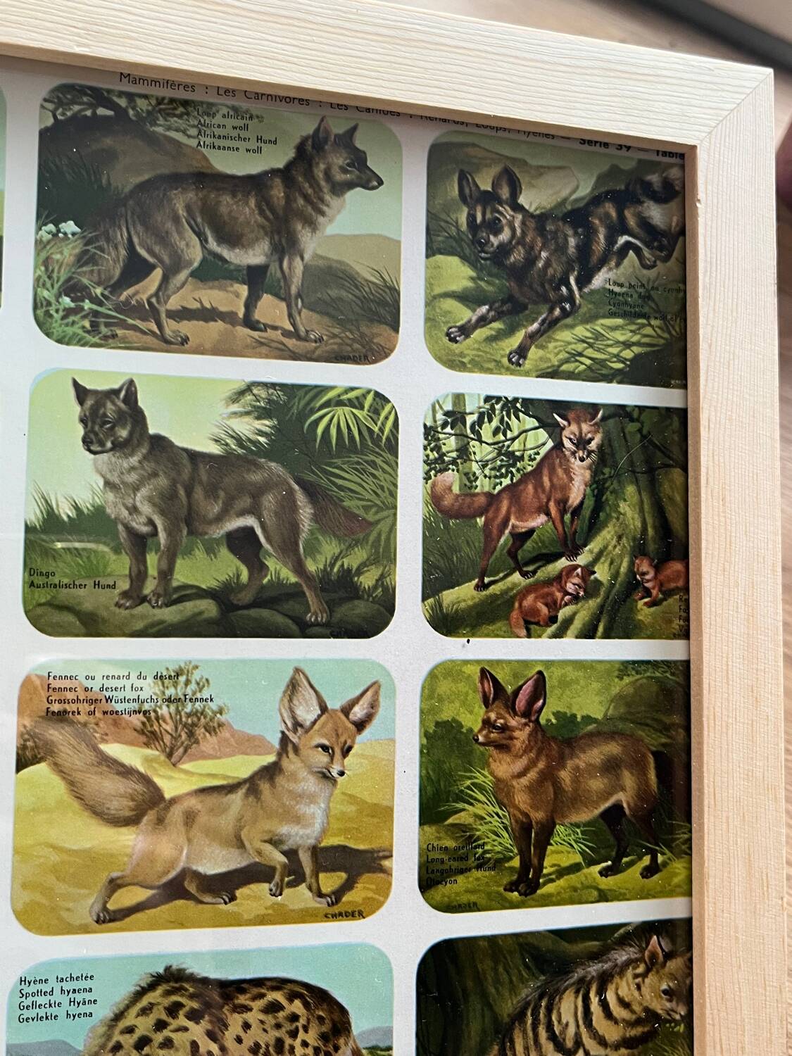 Affiche animalière ancienne