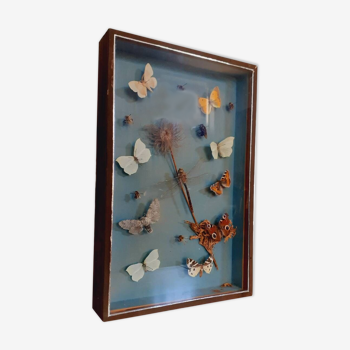 Frame cabinet of curiosity vintage year 60 butterflies, dragonfly, bees.