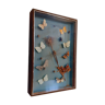 Frame cabinet of curiosity vintage year 60 butterflies, dragonfly, bees.