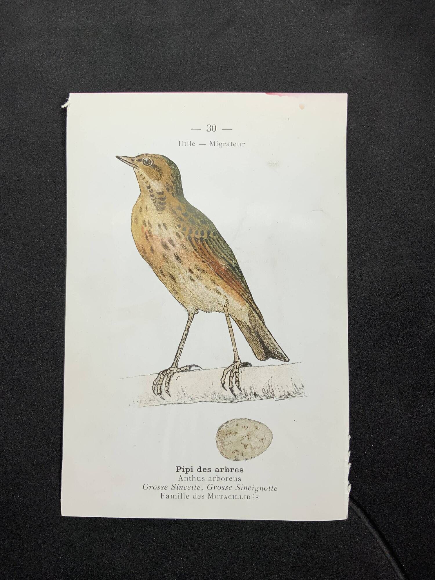 Planche naturaliste ancienne oiseaux gravure double face ouvrage 1908 G. Denise