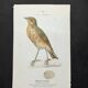 Planche naturaliste ancienne oiseaux gravure double face ouvrage 1908 G. Denise