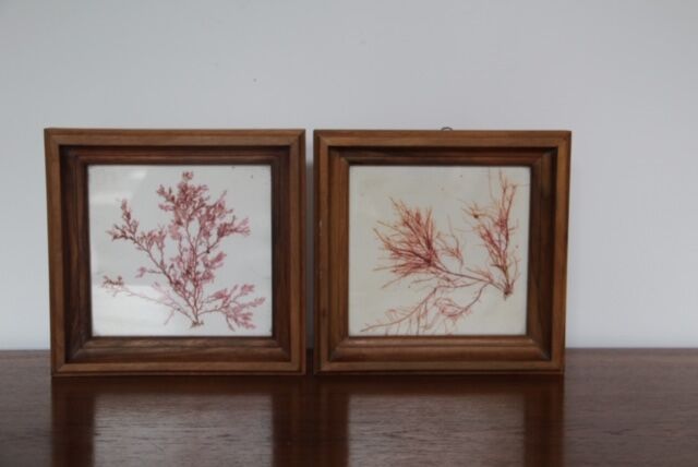 True alguier in walnut frame France 1960