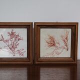 True alguier in walnut frame France 1960