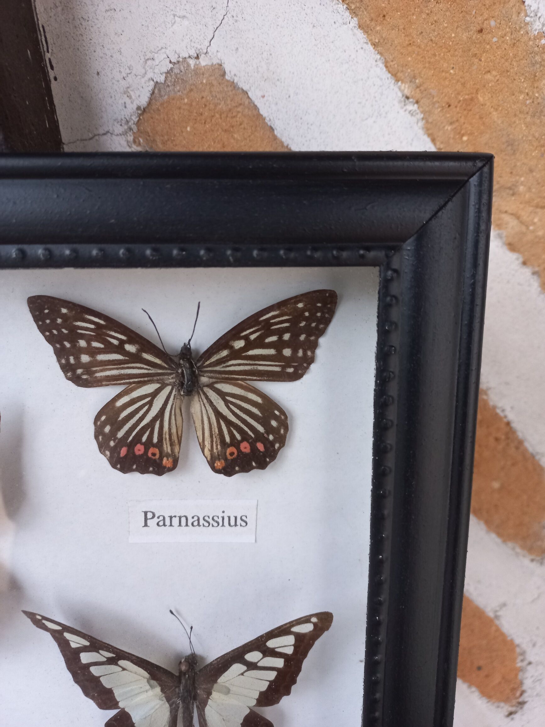 Showcase frame 5 stuffed butterflies