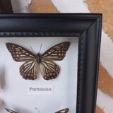 Showcase frame 5 stuffed butterflies