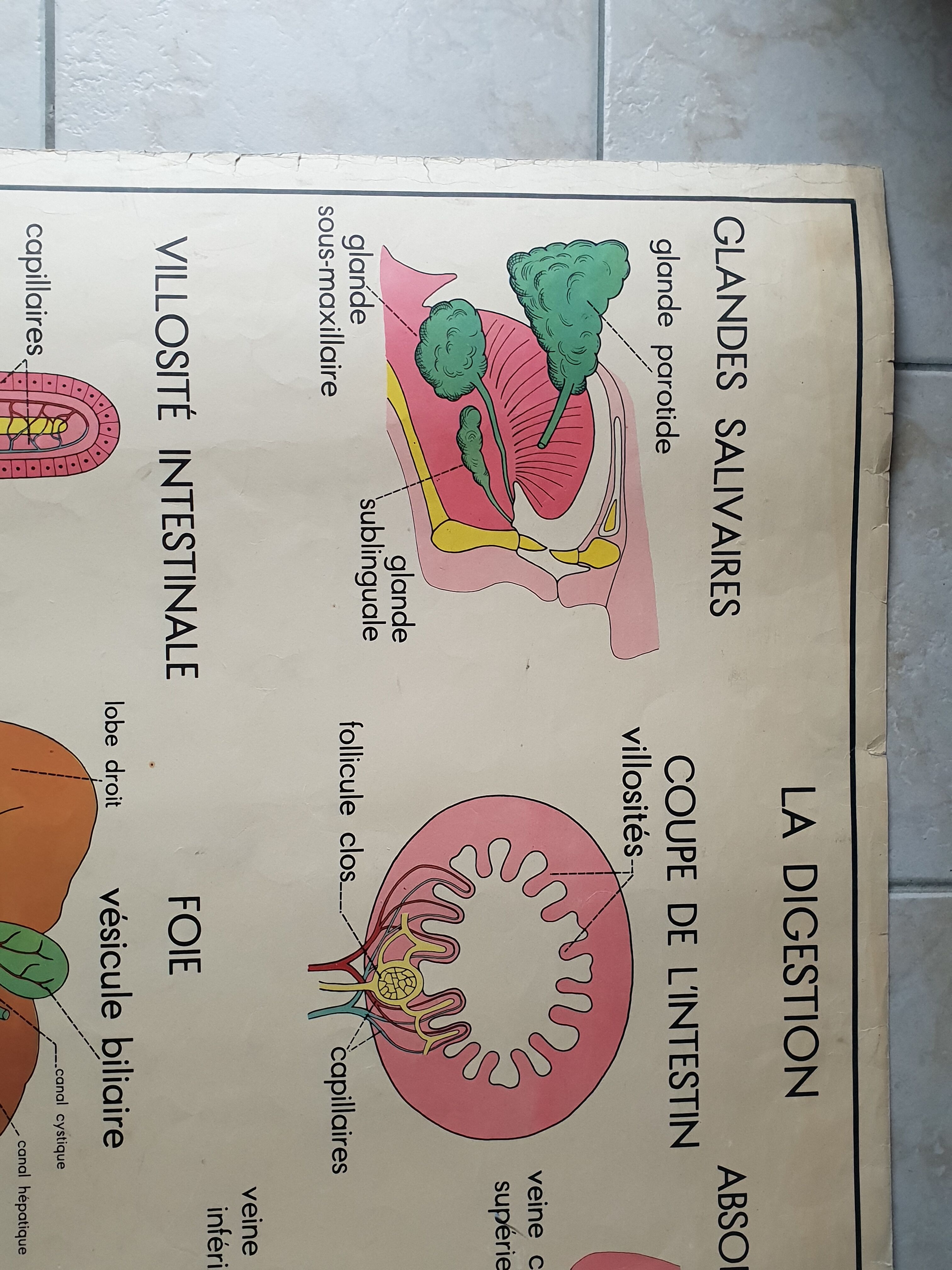 School poster Nightingale N ° 3 the teeth N ° 4 the Digestion