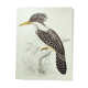 Planche ancienne -Roi des Martins-Pêcheurs- oiseau et nature, Vintage 1970