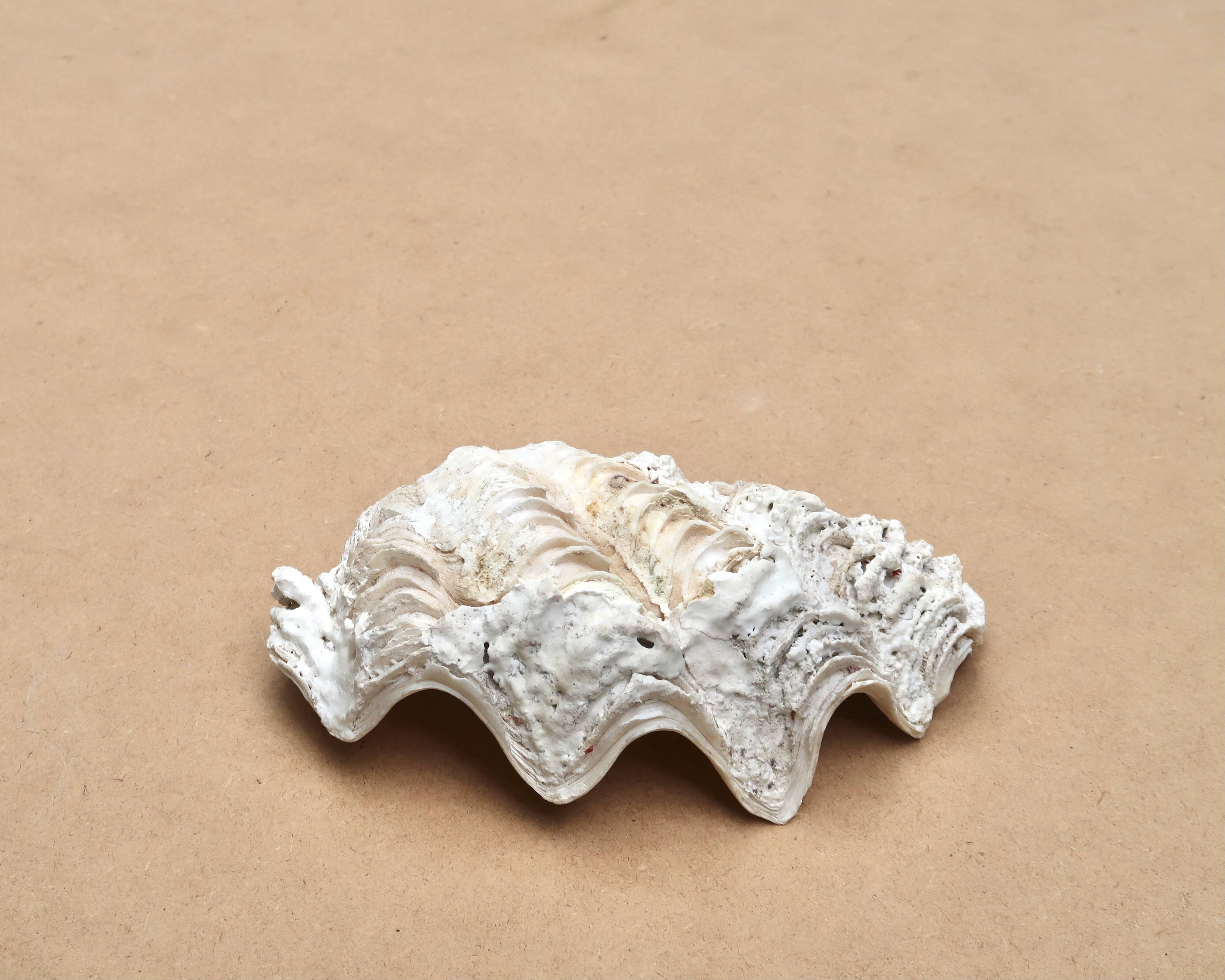 Natural white beige shell vide poche from the 1970s.