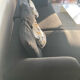 Sofa B&B Italia black