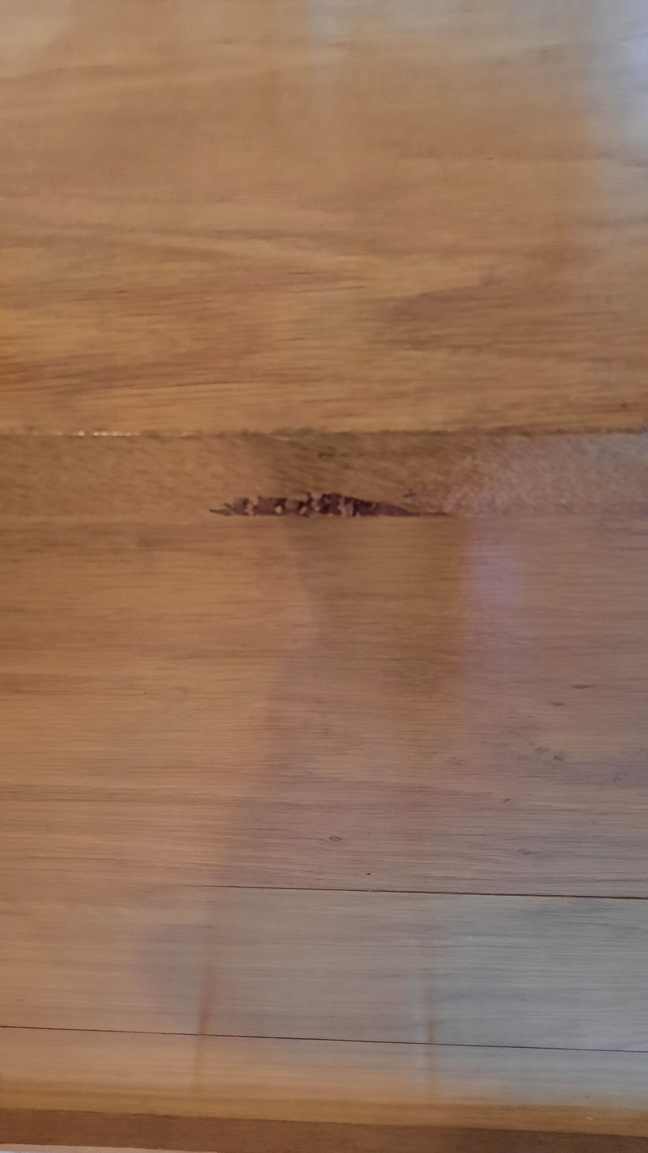 Compass foot dresser