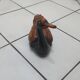 Large brown and black duck