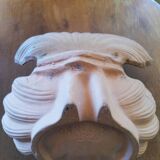 Raw cut scallop shell