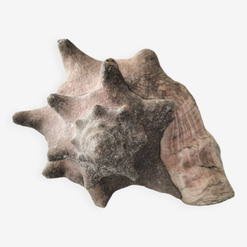 Ancient lambis strombe shell.