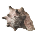 Ancient lambis strombe shell.
