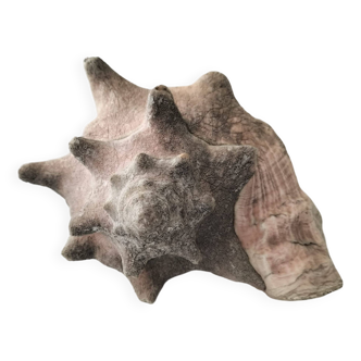 Ancient lambis strombe shell.