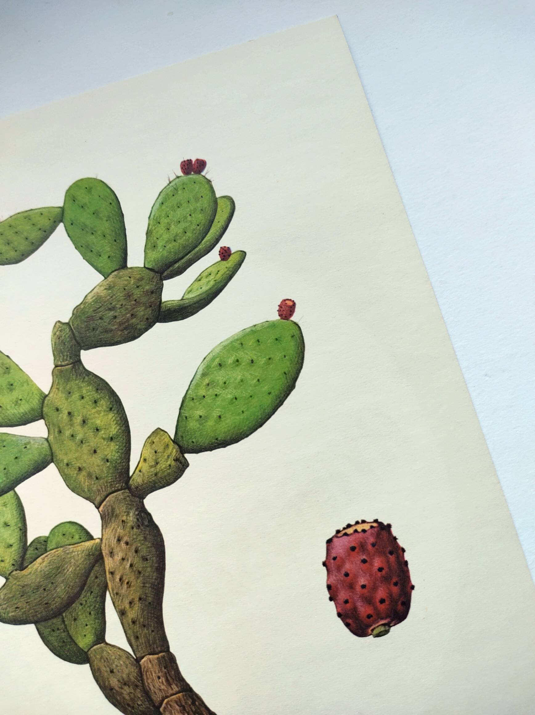 Illustration of a prickly pear tree - Vintage botanical nature plate 1960